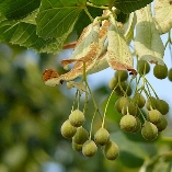 Фото плоду рослини - Липа серцелиста